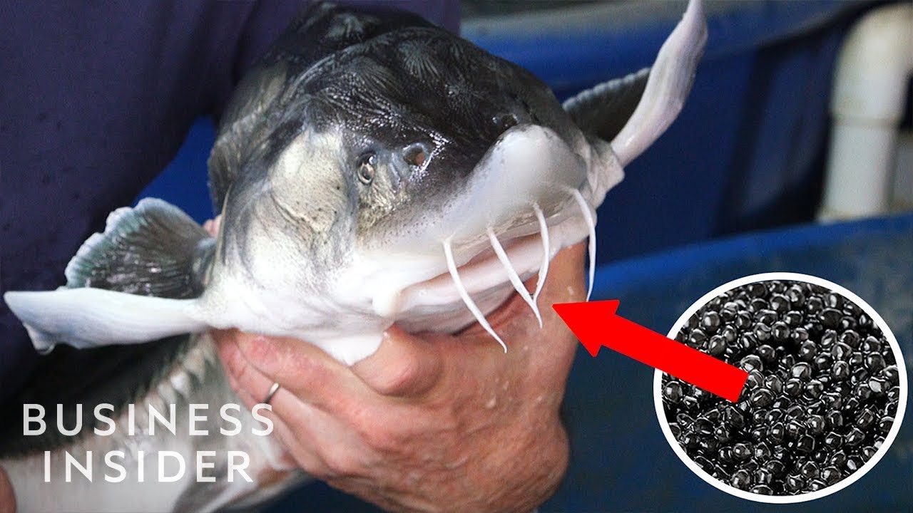 Inside America's Only Beluga Caviar Farm