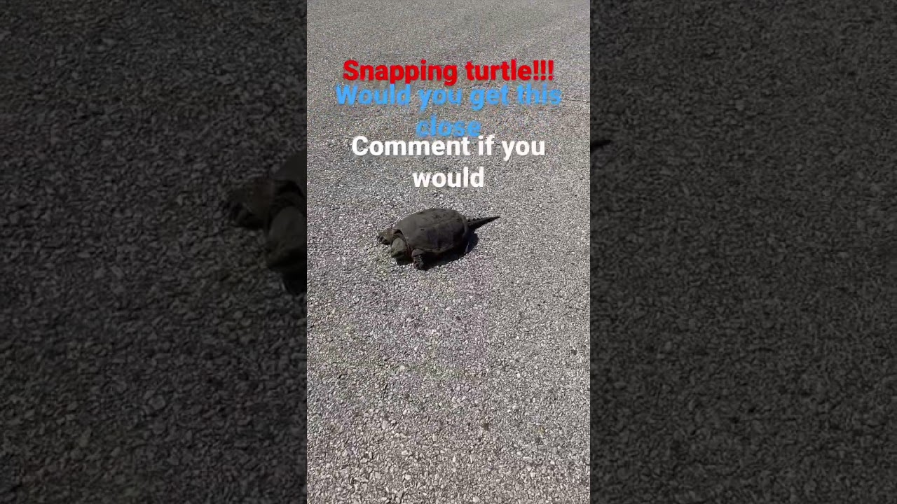 Snapping turtle #turtle #snapper