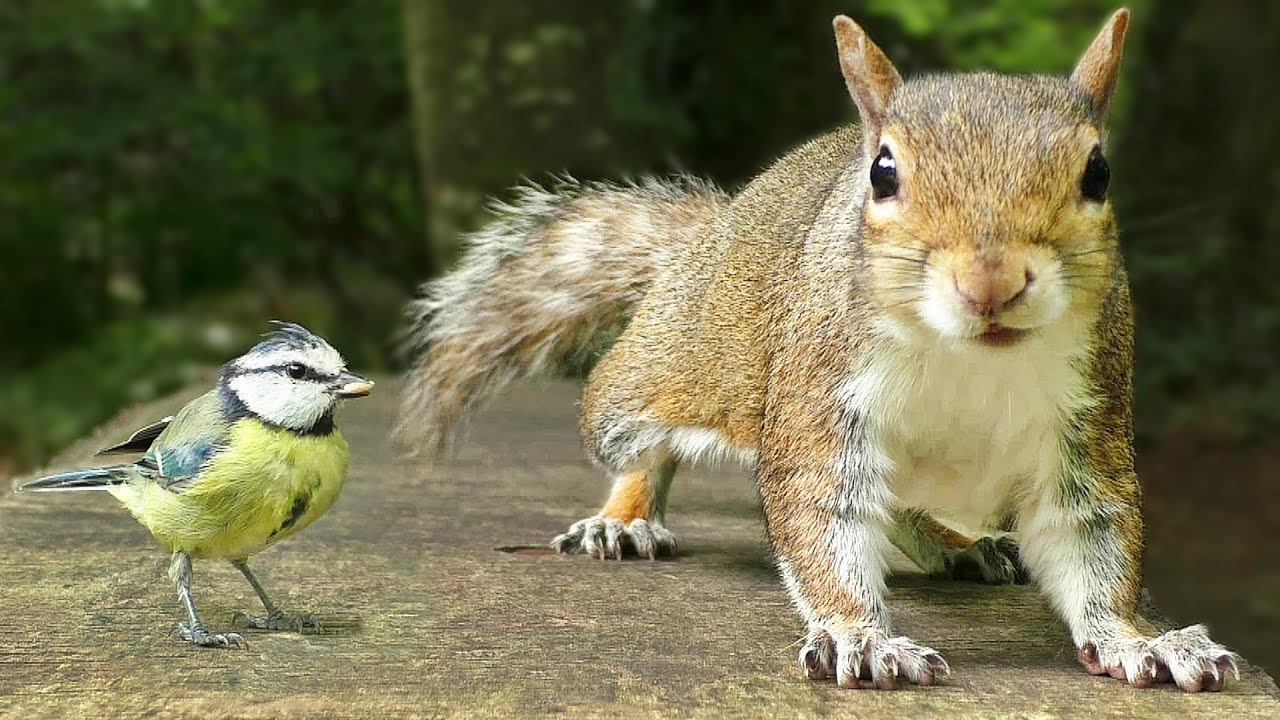 Videos Para Gatos - Pequeños Pájaros y Ardillas