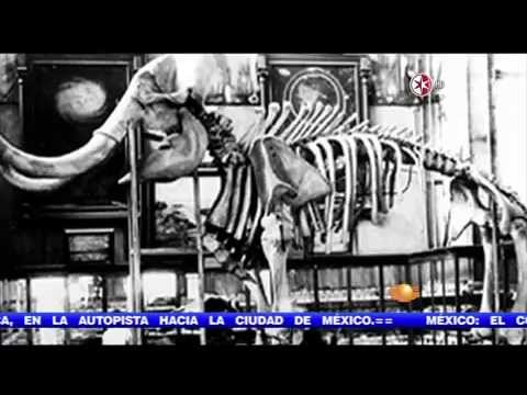 Museo de Historia Natural, el más antiguo de México