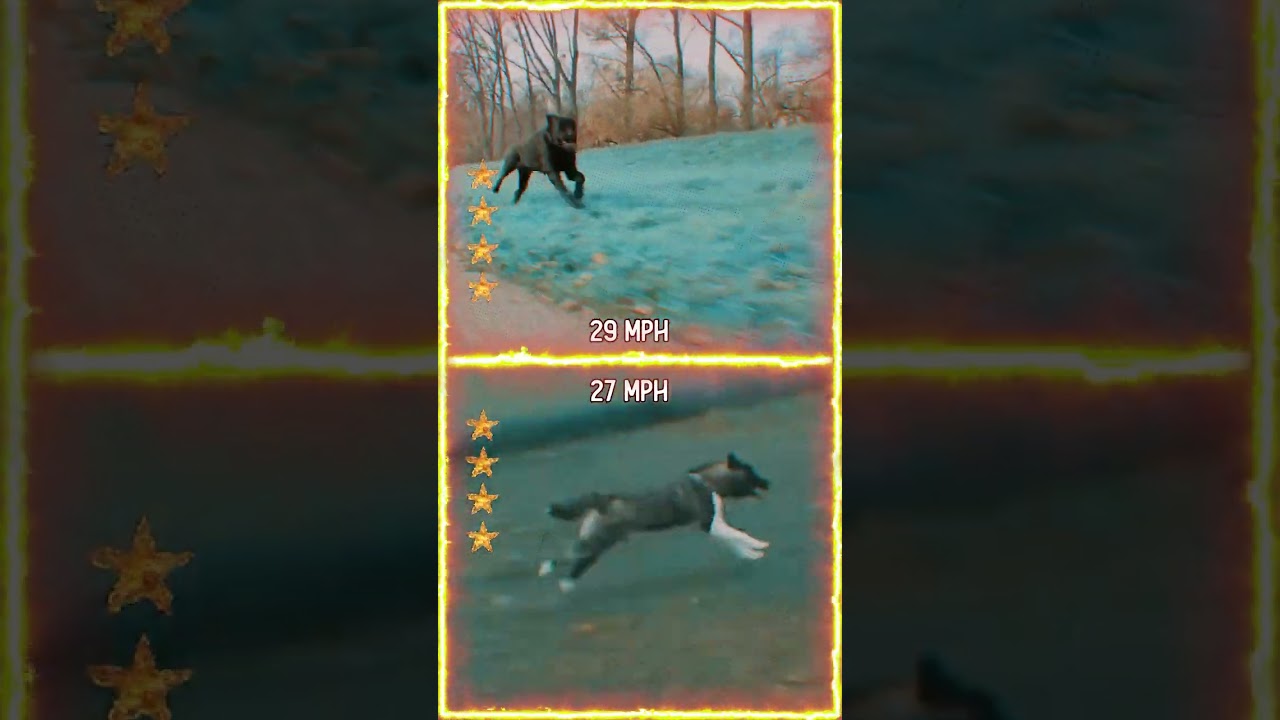 Cane Corso VS American Akita