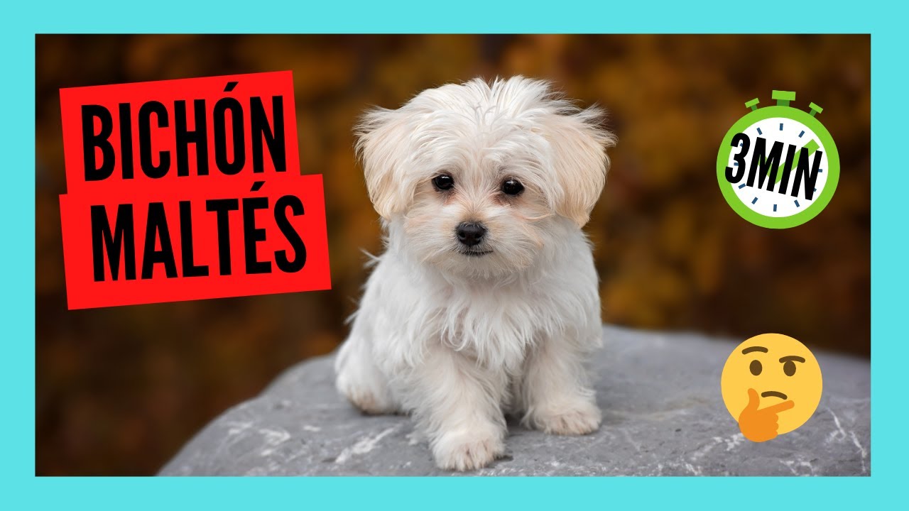 BICHÓN MALTÉS en 3 minutos | el PERRO PERFECTO para un PISO