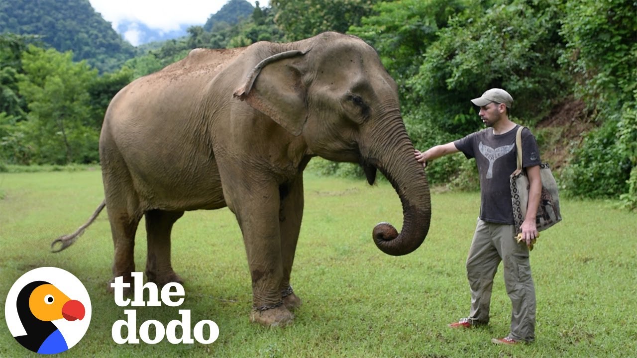 Guy Rescues Twenty Elephants After Watching One Documentary | The Dodo