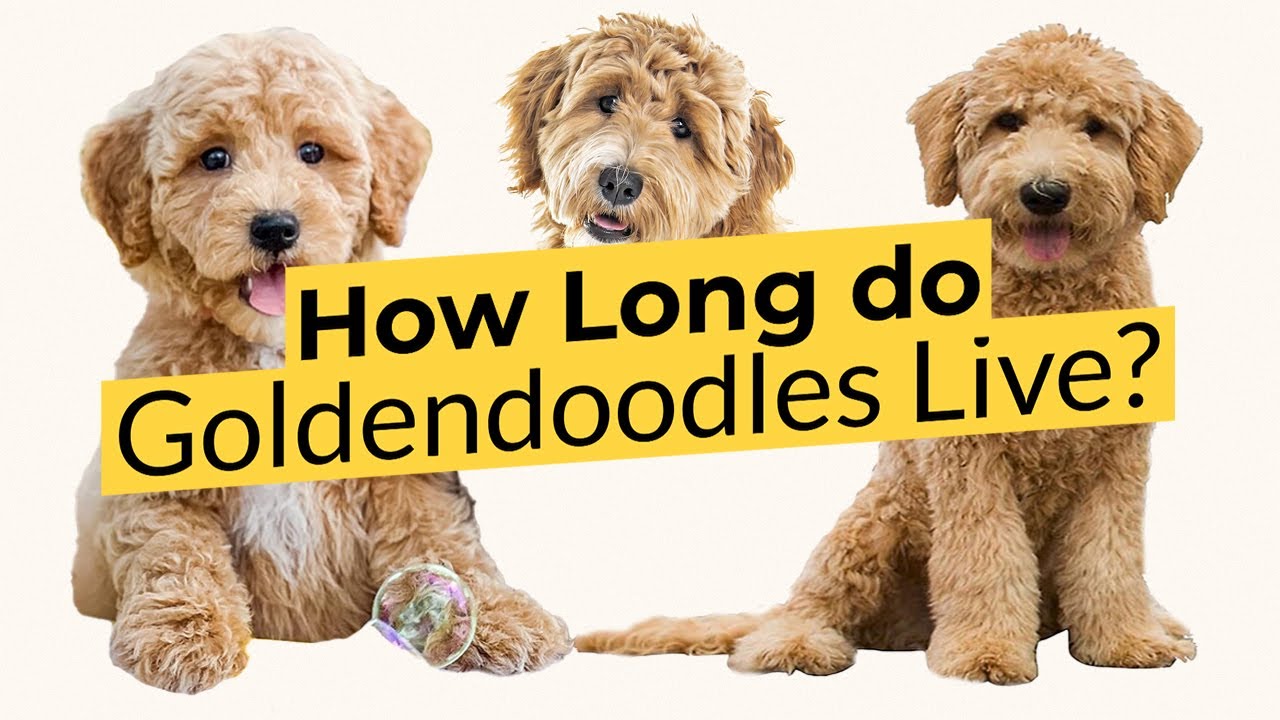 How Long do Goldendoodles Live? 🕑🔴 2023 🔴
