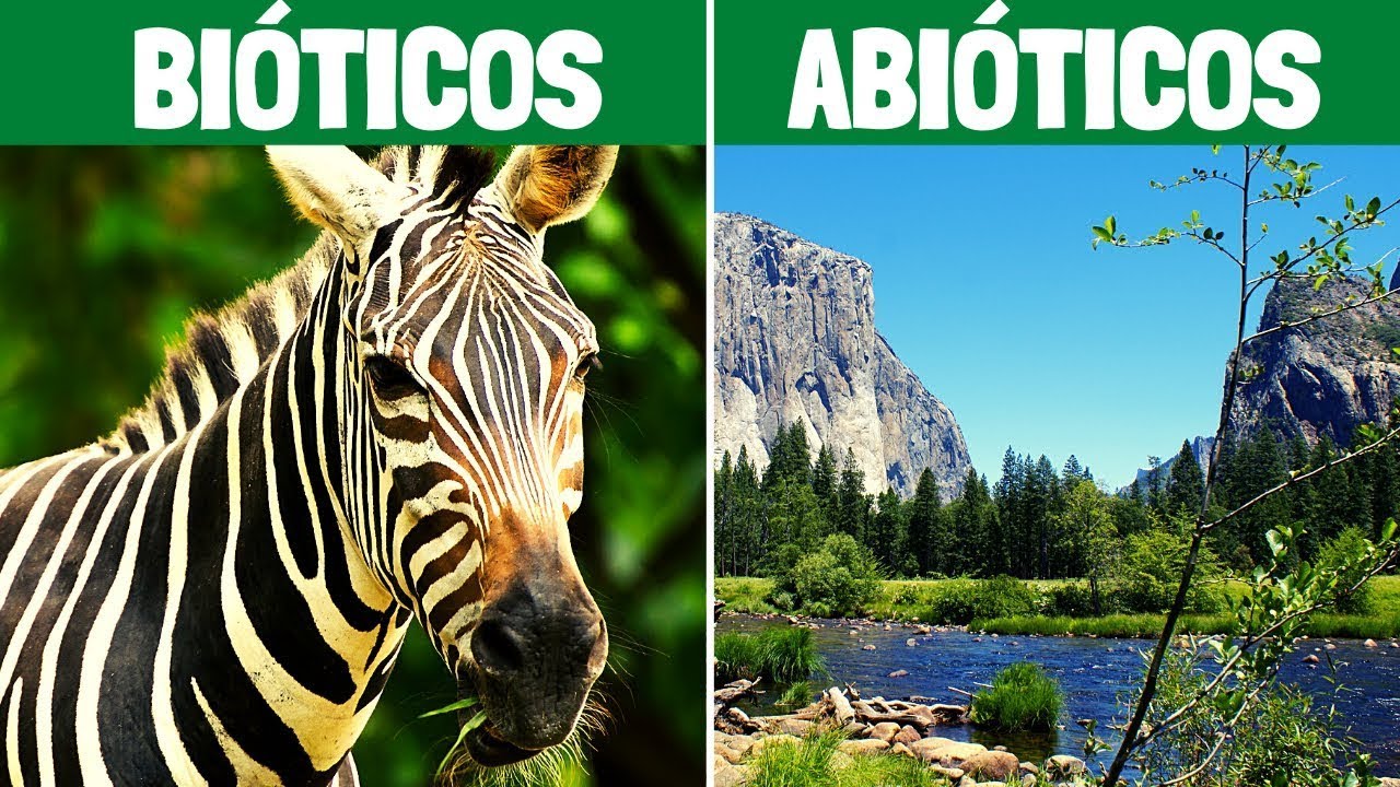 FACTORES BIÓTICOS y FACTORES ABIÓTICOS: características y ejemplos🌎🌱