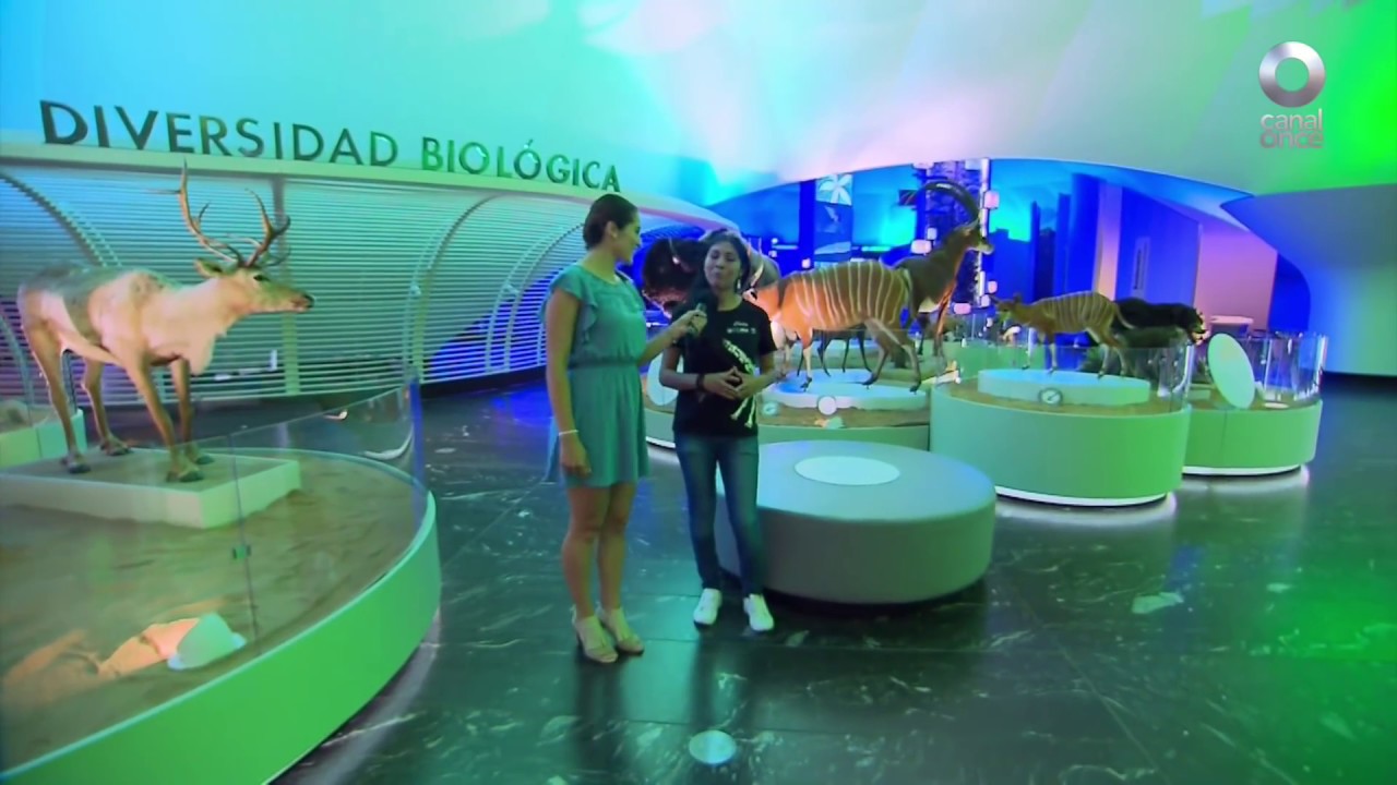 D Todo - Museo de Historia Natural renovado (06/06/2018)