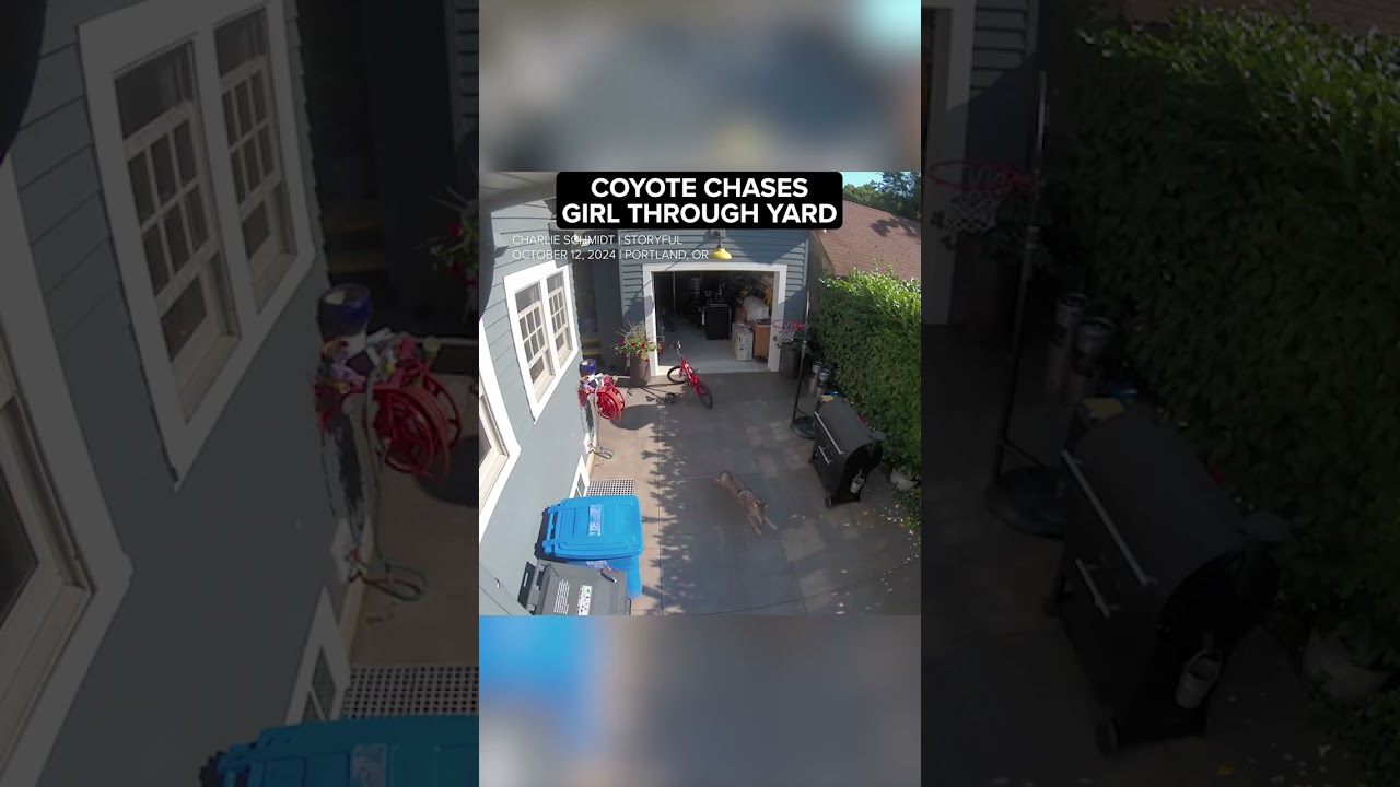 Coyote chases little girl through yard of Oregon home