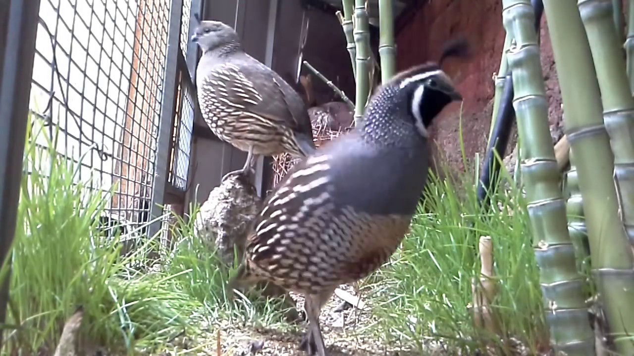 Codornices chilenas, codornices Cantando ,California Quail Sounds, Quail Sounds, California Quail