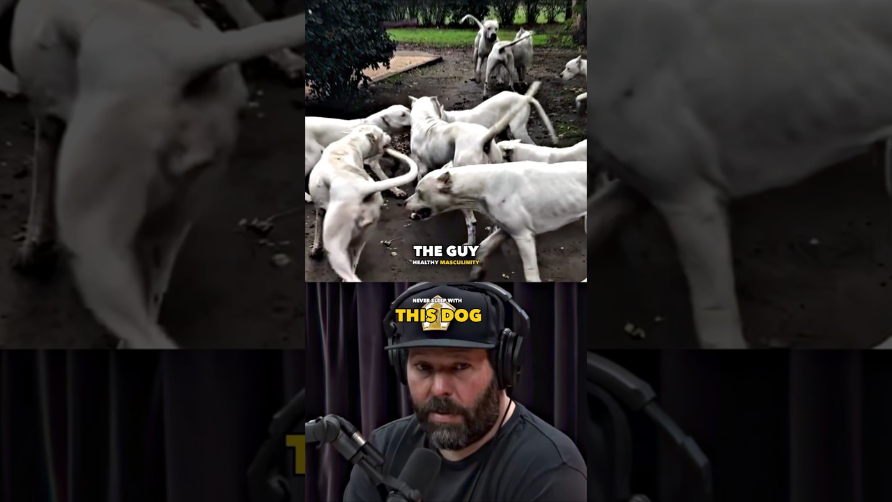 The Truth About Dogo Argentinos - Joe Rogan