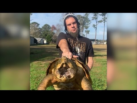 100-year-old giant snapping turtle named 'Thanos' missing, possibly stolen