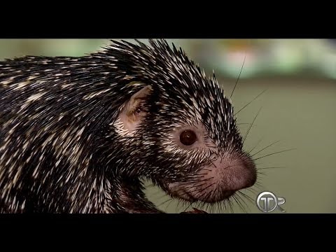 TR Verde: Puerco espín, especie amenazada por la destrucción de los bosques